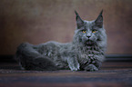 liegende Maine Coon