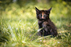 Maine Coon Ktzchen