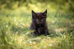 Maine Coon Ktzchen