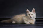 Maine Coon Ktzchen