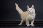 Maine Coon Ktzchen