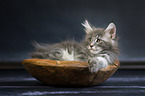 Maine Coon Ktzchen