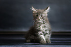 Maine Coon Ktzchen