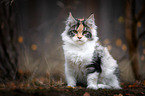 sitzende Maine Coon