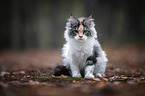 sitzende Maine Coon