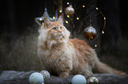 Maine Coon