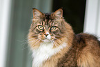 Maine Coon Portrait