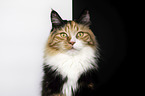 Maine Coon