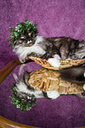 liegende Maine Coon