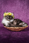 Maine Coon mit Blumenkranz auf dem Kopf