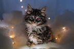 Maine Coon Ktzchen