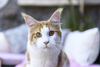 Maine Coon Portrait