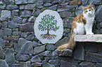 sitzende Maine Coon