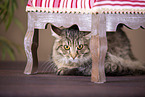 Maine Coon