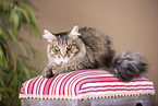 Maine Coon