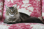 Maine Coon