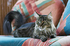 Maine Coon