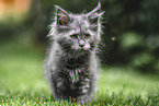 Maine Coon Ktzchen