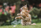 junger Maine Coon Kater