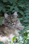 erwachsene Maine Coon