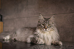 Maine Coon