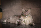 Maine Coon