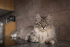 Maine Coon