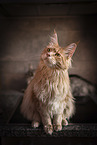 Maine Coon