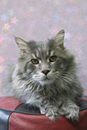 Maine Coon