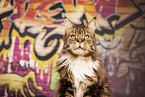 Maine Coon Kater