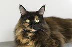 Maine Coon