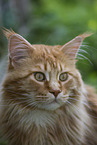 Maine Coon