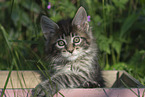 Maine Coon Ktzchen