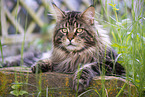 Maine Coon