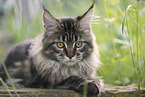 Maine Coon