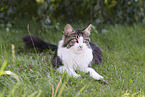 Maine Coon