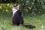 Maine Coon