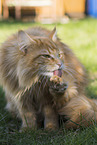 Maine Coon