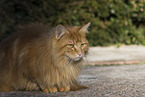 Maine Coon