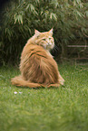 Maine Coon