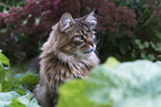 Maine Coon