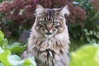 Maine Coon