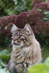 Maine Coon