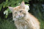 Maine Coon