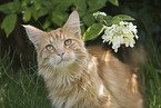 Maine Coon