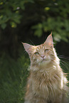 Maine Coon