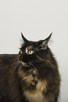 Maine Coon