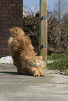 Maine Coon