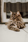 Maine Coon