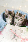 Maine Coon Ktzchen